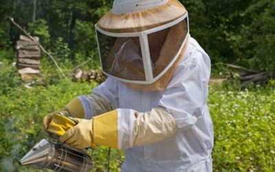 Система за видеонаблюдение на пчелин – как да изберем моделите камери?
